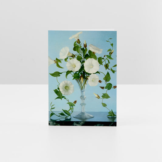 Gluck Convulvulus Pack of 6 Greetings Cards