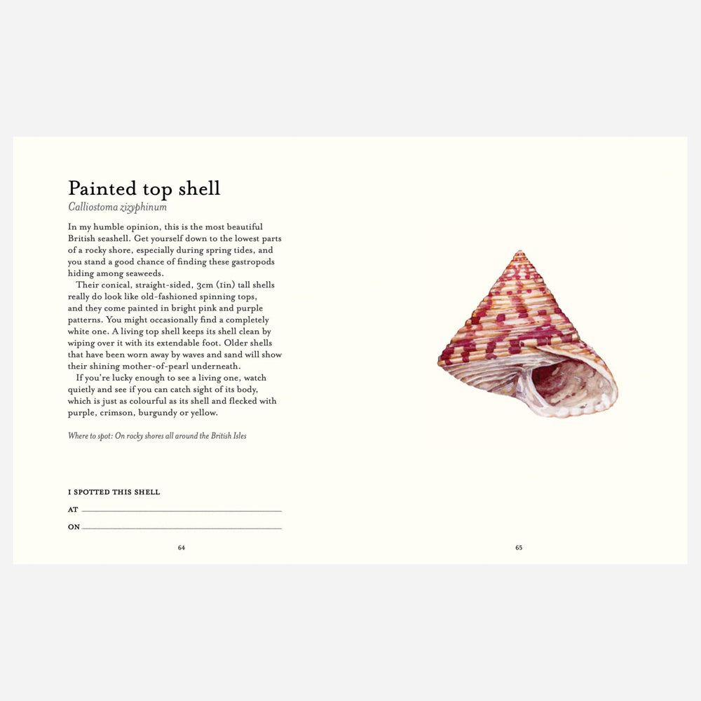 The Shell Spotter's Guide – Kettle's Yard Shop