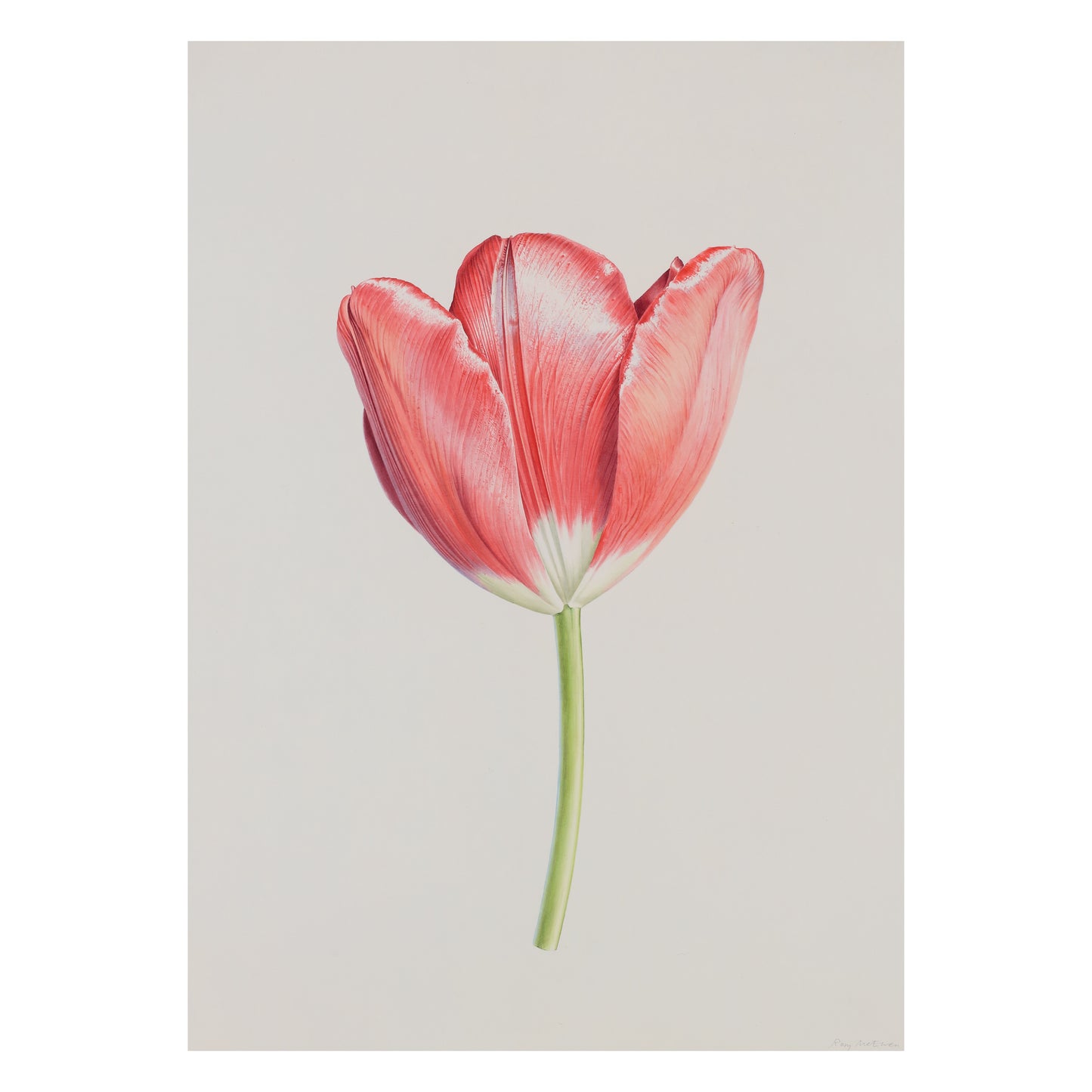 Rory McEwen Tulip (Helen Josephine) Postcard