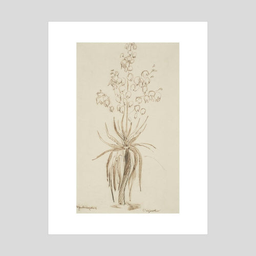 Henri Gaudier-Brzeska L'agave Print
