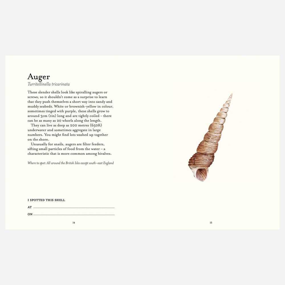 Shells Field Guide The Shell Spotter's Guide – Kettle's Yard Shop