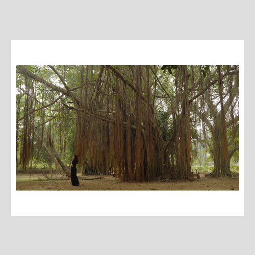 Langham Press Postcard Sutapa Biswas Lumen (Banyan Forest) 1